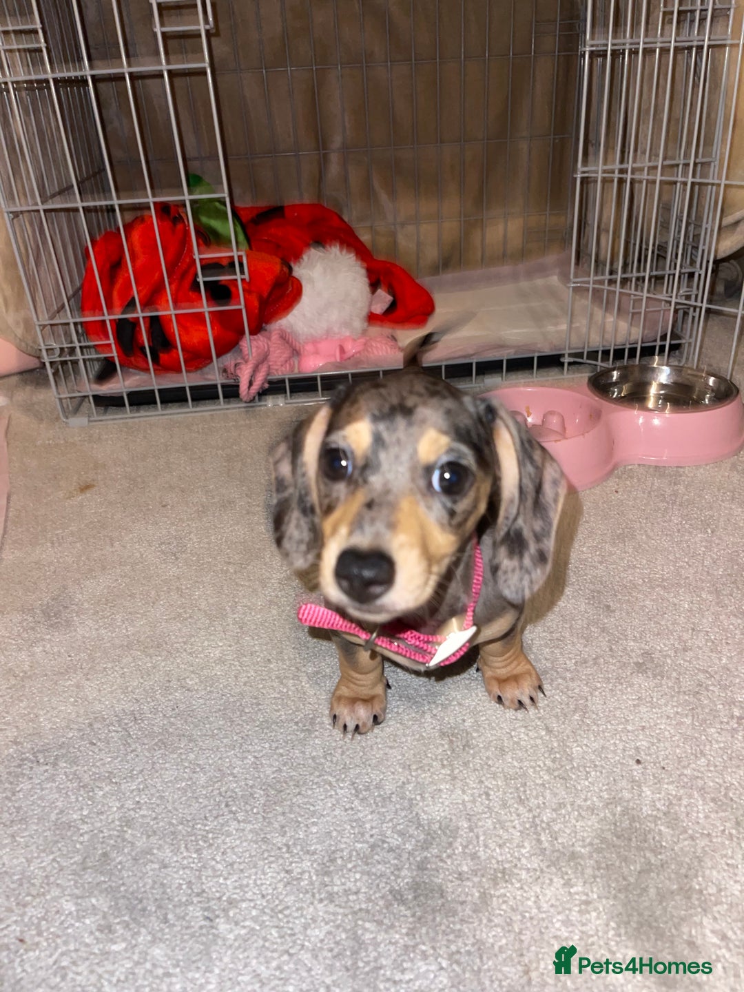 Miniature Dachshund dogs for sale: Skyla for sale  - Advert 1