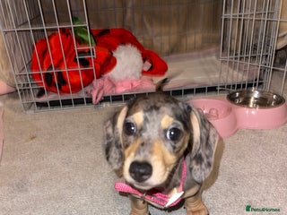 Miniature Dachshund dogs Skyla for sale - Advert 1