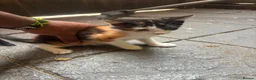 Mixed Breed cats for sale: Great kitties - Advert 6