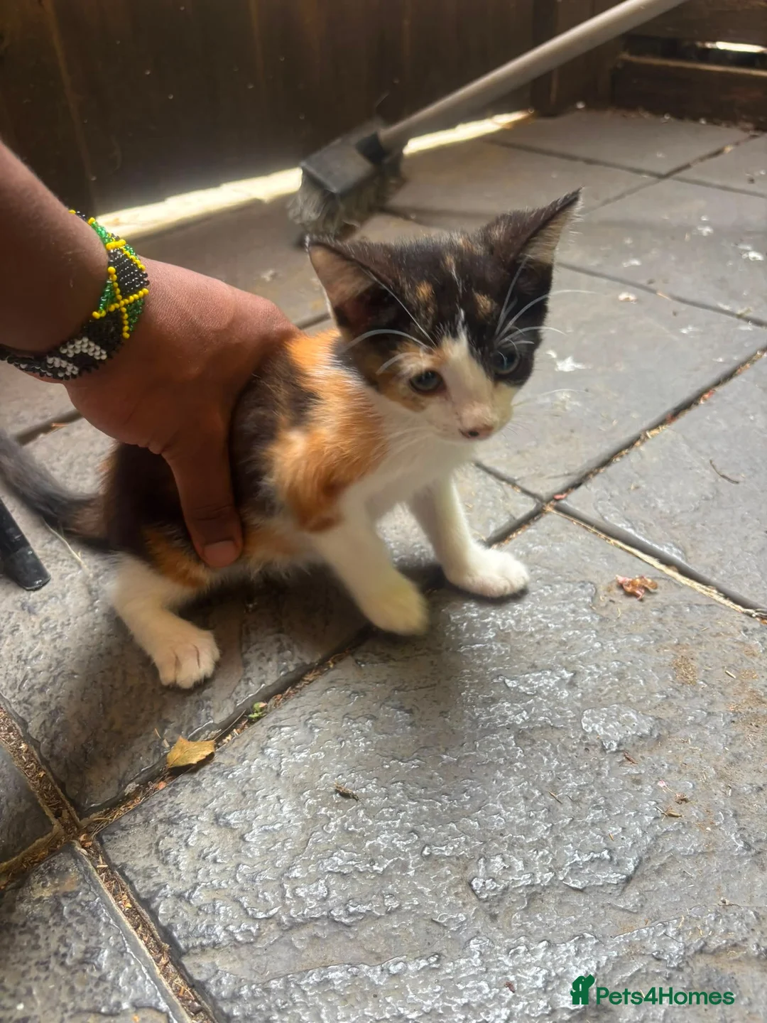 Mixed Breed cats for sale: Great kitties - Advert 6