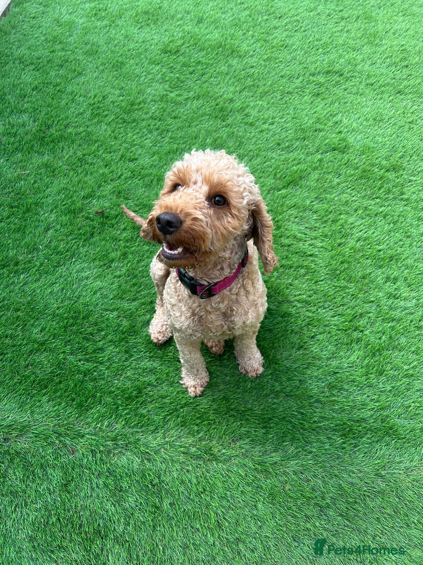 Cockapoo dogs Rosie - Cockapoo - Advert 2