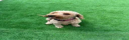 Cockapoo dogs for sale: Rosie - Cockapoo - Advert 1