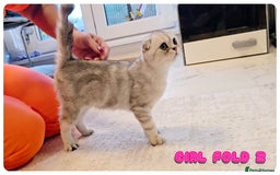 Scottish Fold cats for sale: Adorable scottish fold kittens - Image 13