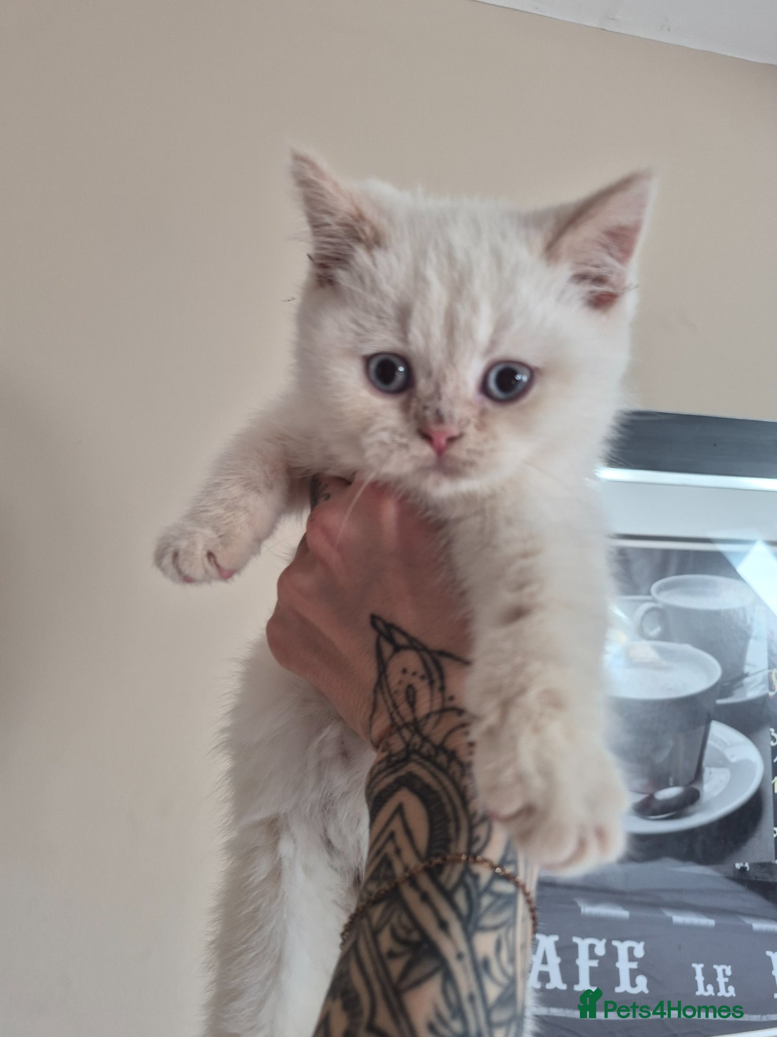 British Shorthair cats Two stunning British shorthair boys, ready now ❤️ - Advert 1