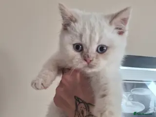 British Shorthair cats for sale: Two stunning British shorthair boys, ready now ❤️ - Advert 1