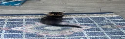 Maine Coon cats for sale: Main coon  in Nottingham - Advert 11