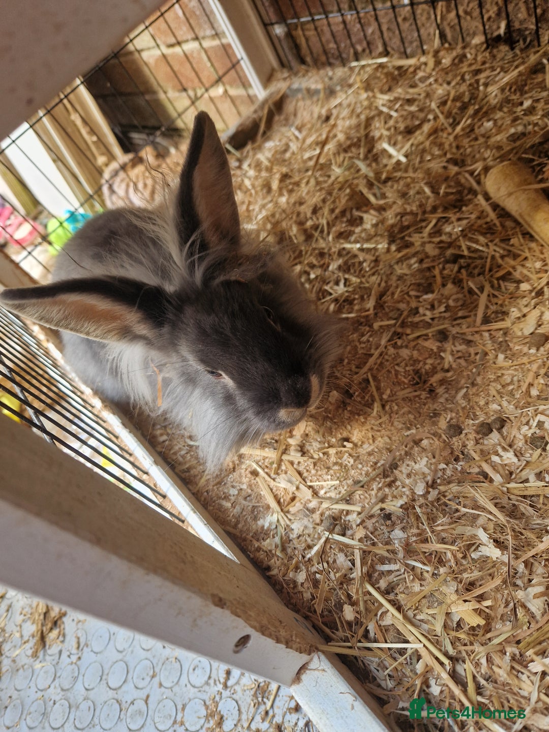 Lionhead rabbits for sale: 2x Baby Lionhead Females With Large Cage - Image 3