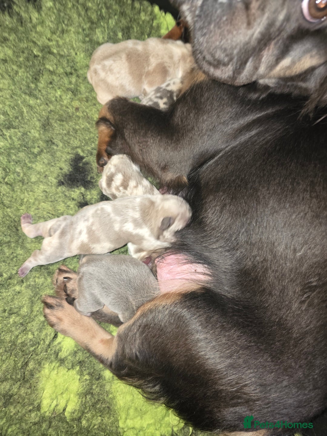 French Bulldog dogs for sale: French Bulldog Puppies Available - Advert 5