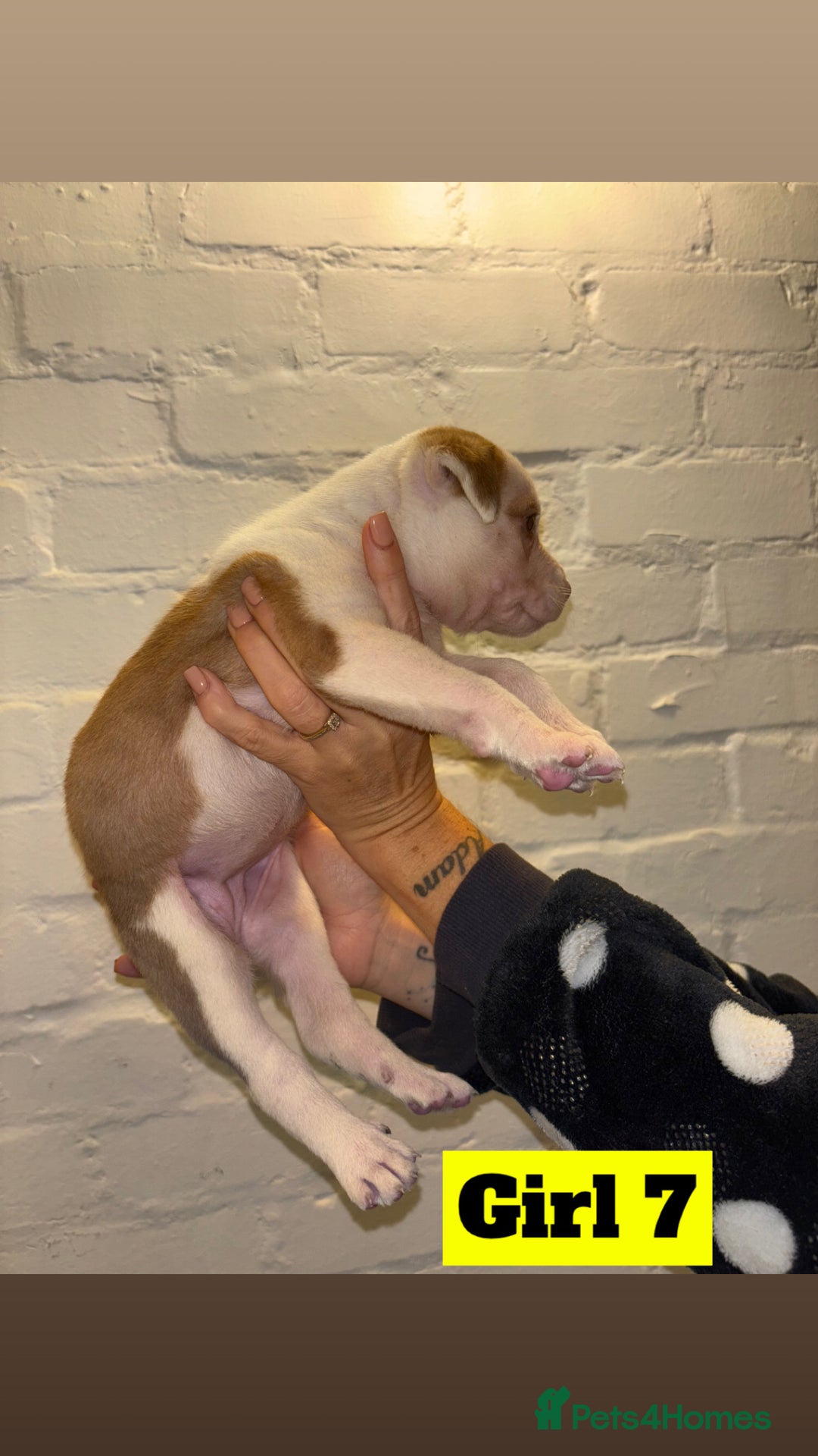 Mixed Breed dogs for sale: Beautiful Border collie/kelpie X staff cross pups - Image 19