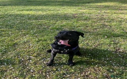 Labrador Retriever dogs for adoption: MOCHA - a Lovely, Young Girl for a Loving Home - Image 4