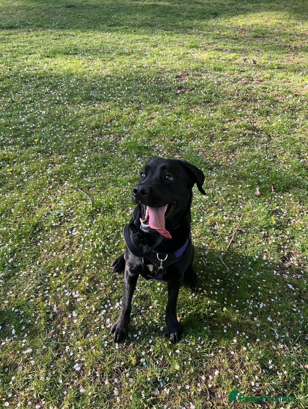 Labrador Retriever dogs for adoption: MOCHA - a Lovely, Young Girl for a Loving Home - Image 4