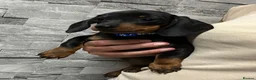 Miniature Dachshund dogs for sale: Miniature dachshund puppies  - Advert 4