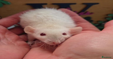 Rat rodents - Advert 16