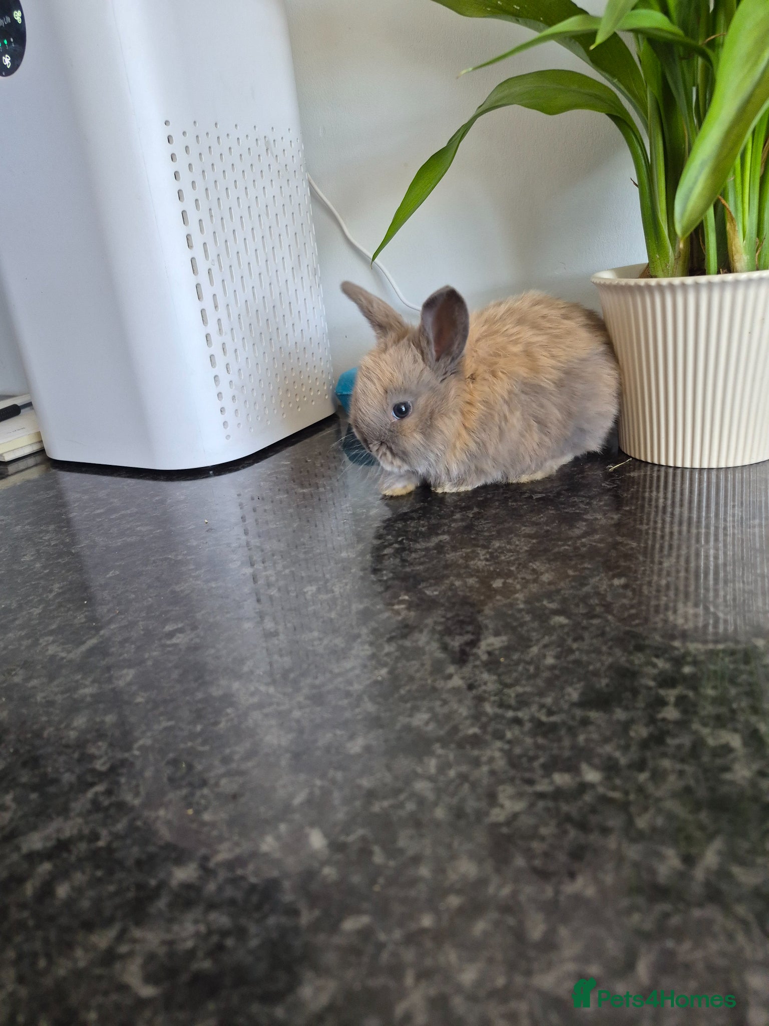 Mixed Breed rabbits Baby rabbits  - Advert 2