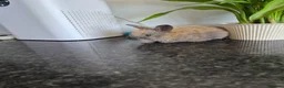 Mixed Breed rabbits for sale: Baby rabbits  - Advert 4