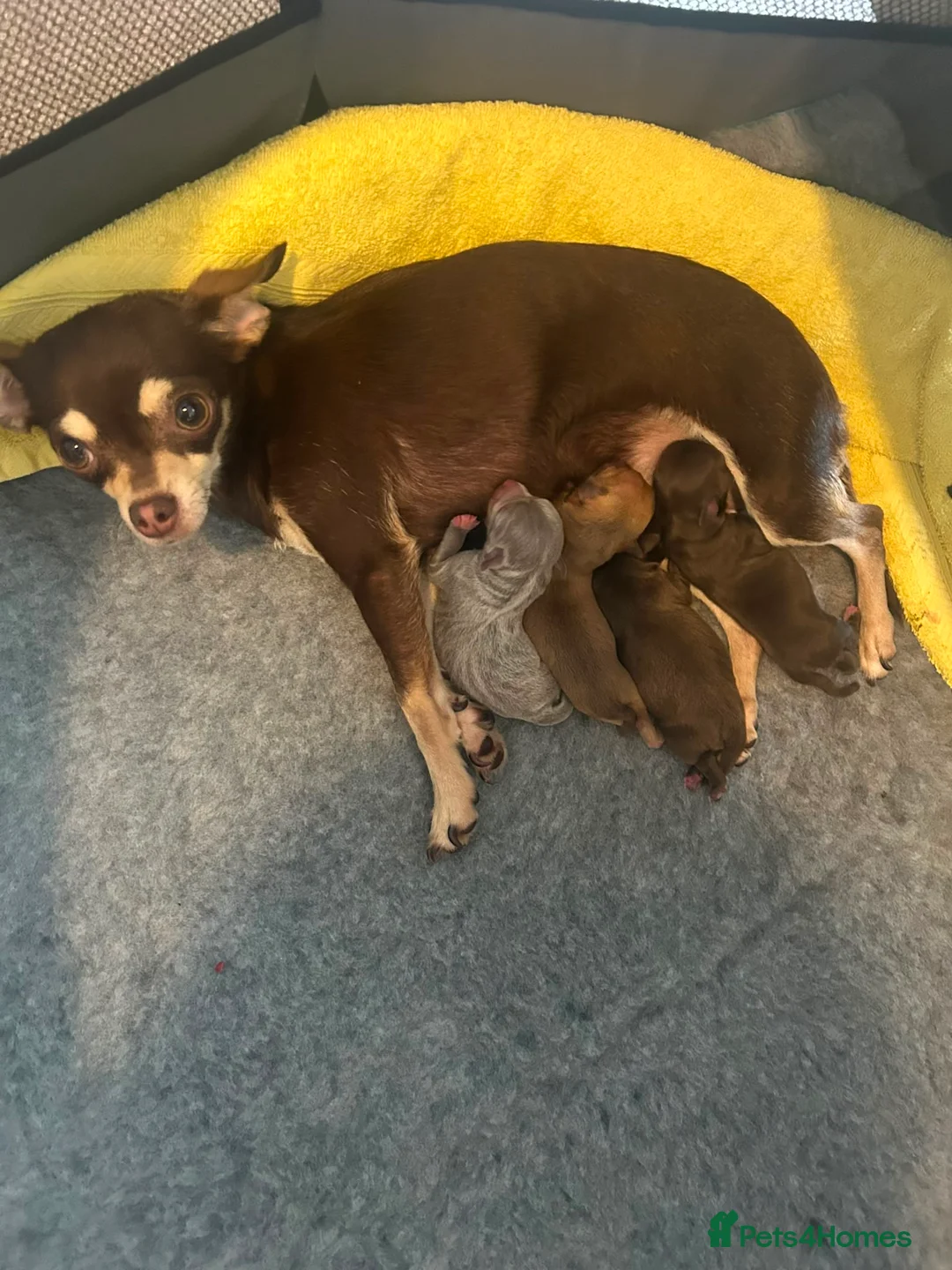 Chihuahua dogs for sale: Beautiful chihuahua puppies in Bridgend - Advert 2