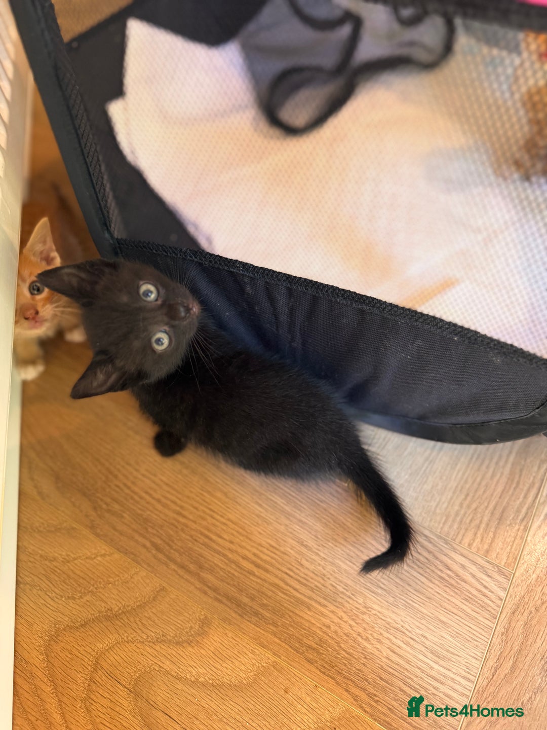 British Shorthair cats for sale: 6 British shorthair/calico kittens ready now - Image 9