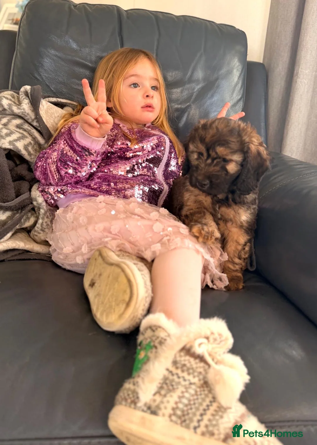 Cockapoo dogs for sale: F1 Cockapoo puppies  - Advert 3