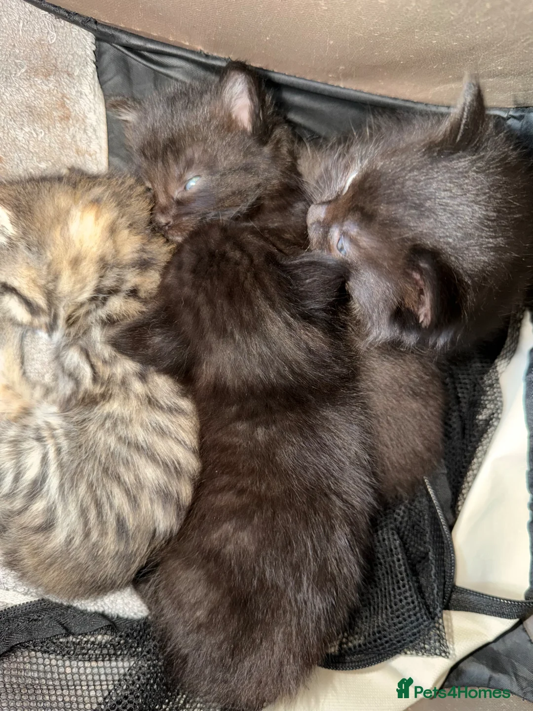 Mixed Breed cats for sale: Two beautiful part maincoon girls  - Advert 8