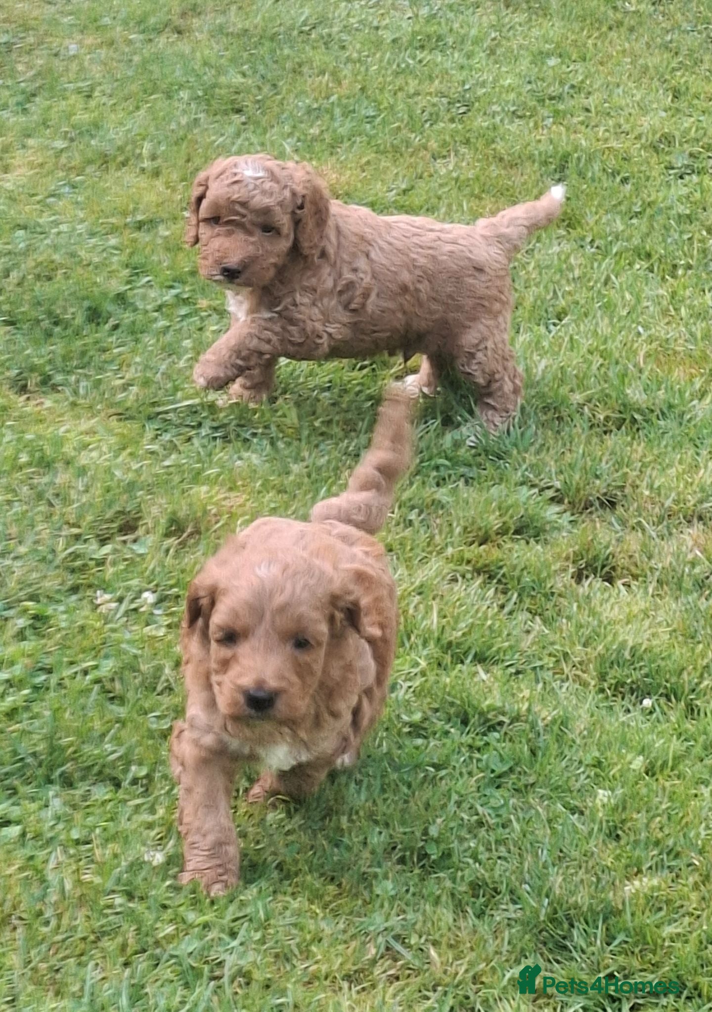 Cockapoo dogs Gorgeous cockapoos - Advert 1
