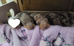 Miniature Dachshund dogs for sale: Kc miniature dachshunds - Image 1