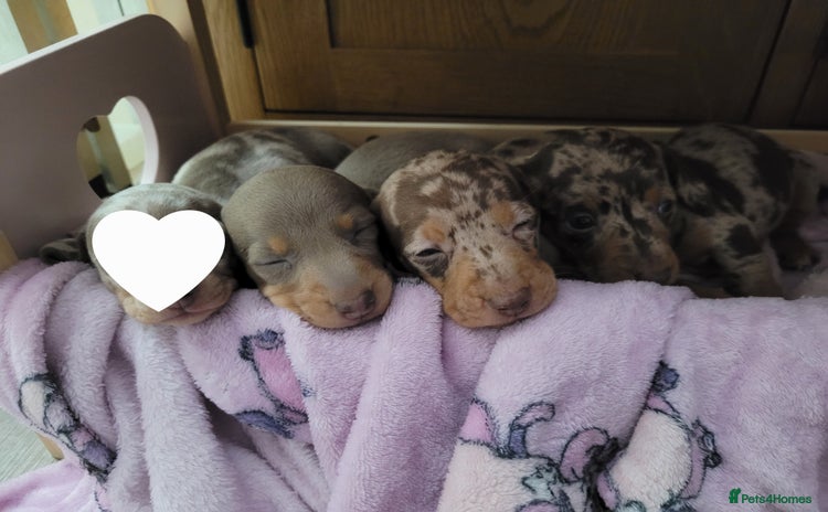 Miniature Dachshund dogs - Advert 9