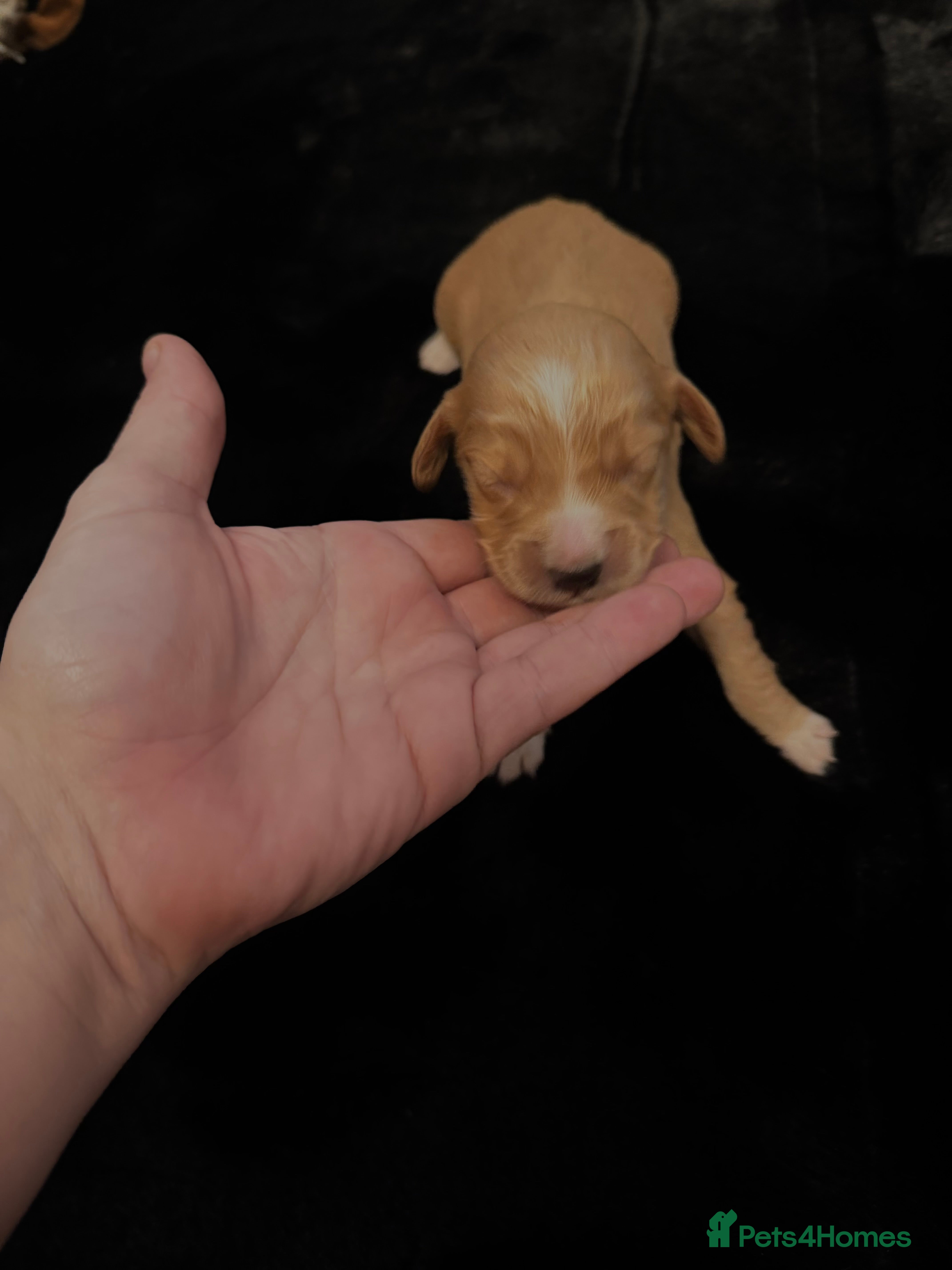 Cocker Spaniel dogs for sale: Kc reg cocker spaniel puppies champion bloodlines - Advert 2