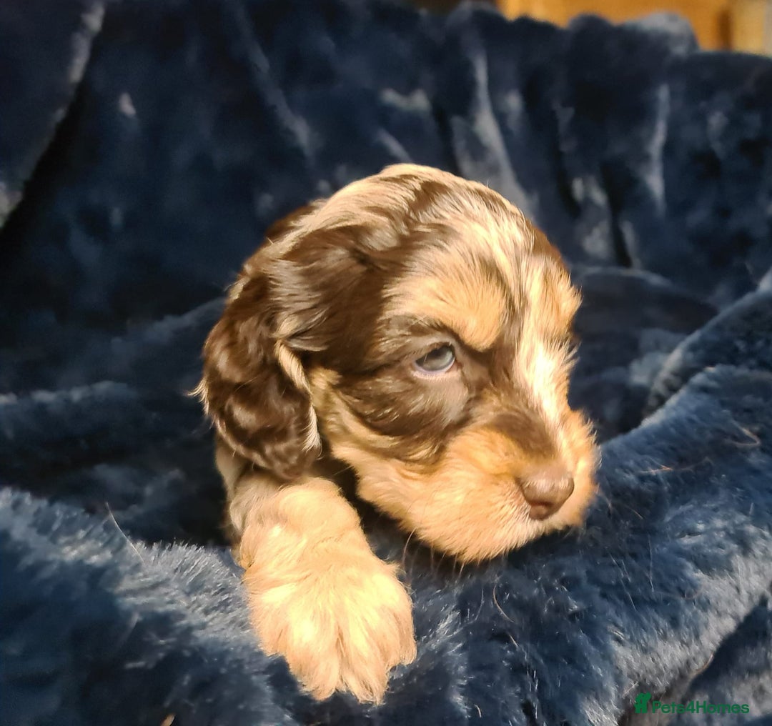 Cockapoo dogs for sale: Exceptional Cockapoo Puppies for Sale - Advert 6