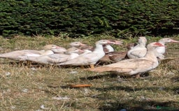 Ducks poultry for sale: Various ducklings  - Image 2
