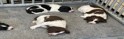 English Springer Spaniel dogs for sale: Exceptional KC Reg, ESS Pups, B/W & L/W in Oldham - Advert 17
