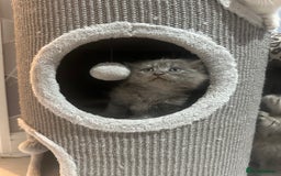 Scottish Fold cats for sale: Adorable playful scottish fold kittens  - Image 10