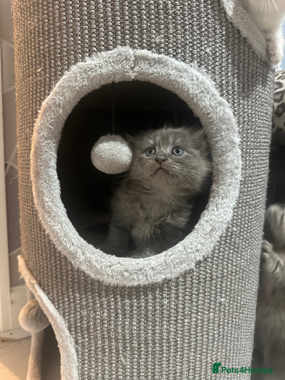 Scottish Fold cats for sale: Adorable playful scottish fold kittens  - Image 10