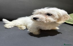 Coton De Tulear dogs for sale: Coton de tulear puppies for sale  - Advert 10