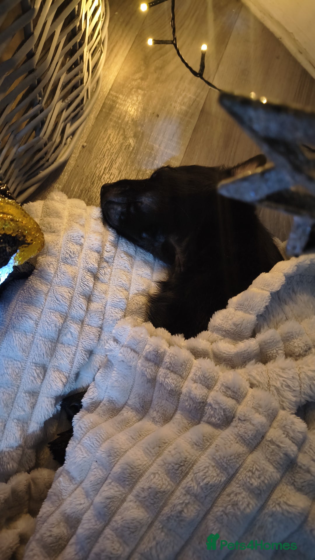 Mixed Breed dogs for sale: Jack Russell x chow chow - Image 1