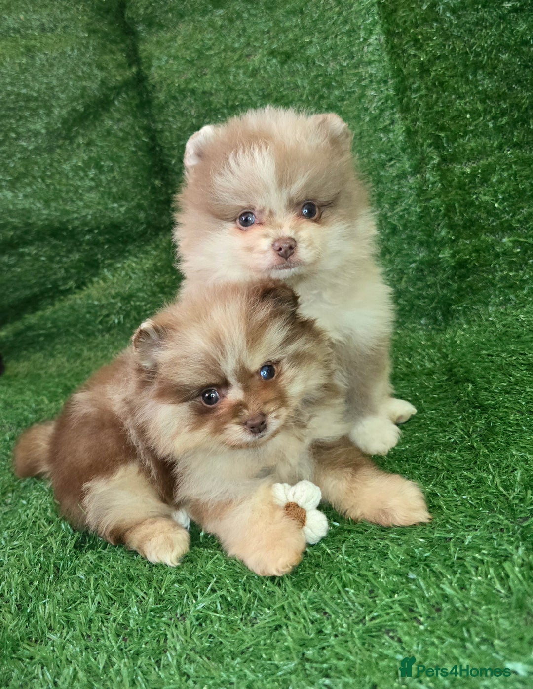 Pomeranian dogs for sale: 💜Lavender lilac chocolate merle exceptional poms - Advert 1