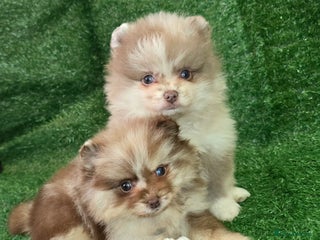Pomeranian dogs 💜Lavender lilac chocolate merle exceptional poms - Advert 17