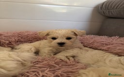 Bichon Frise dogs for sale: 🤍 3 female and 5 male are looking for a family.  - Image 9
