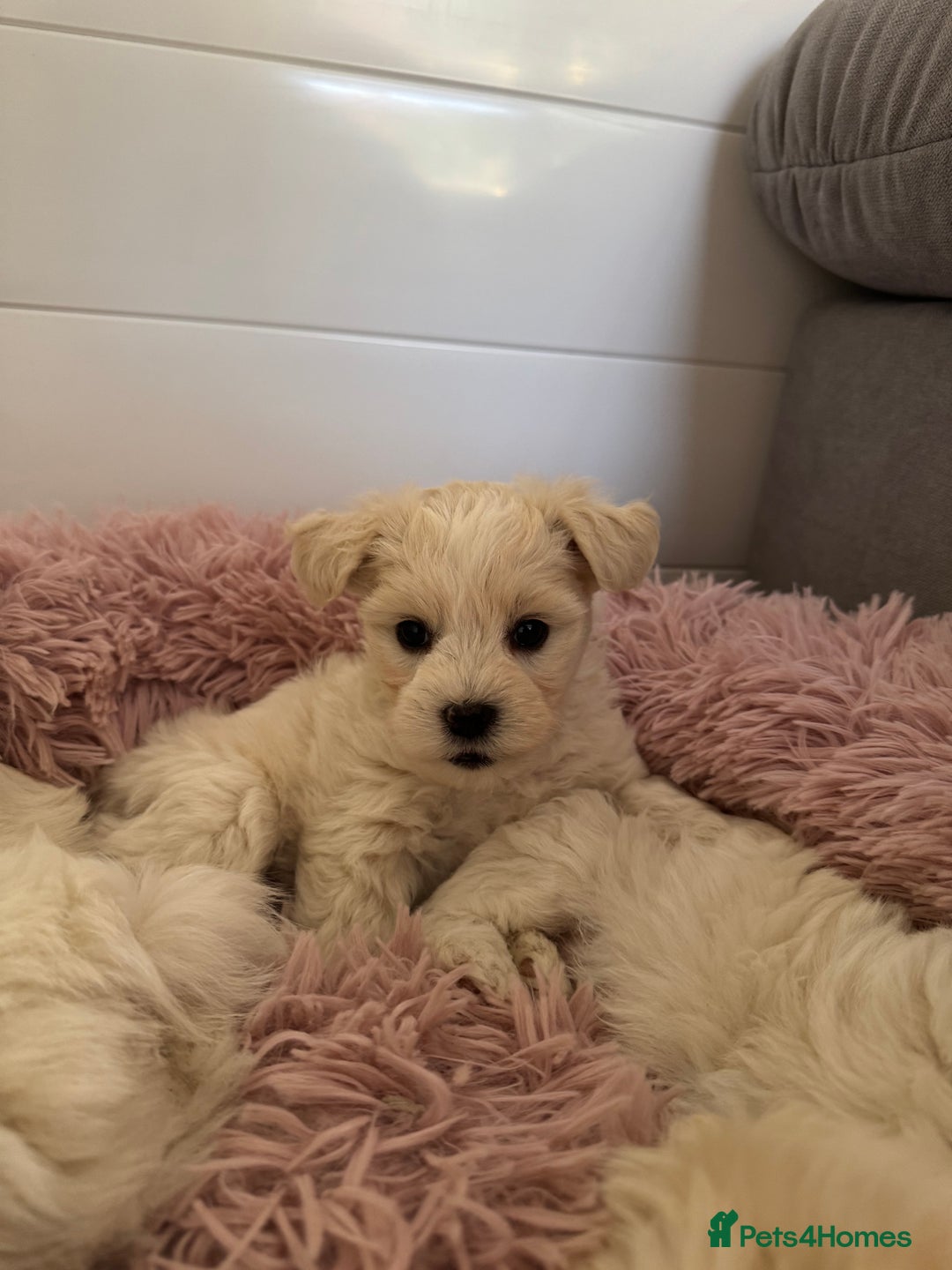 Bichon Frise dogs for sale: 🤍 3 female and 5 male are looking for a family.  - Image 9