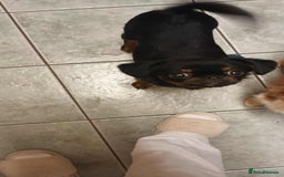 Mixed Breed dogs for sale: Gorgeous Griffychin boy - Image 6