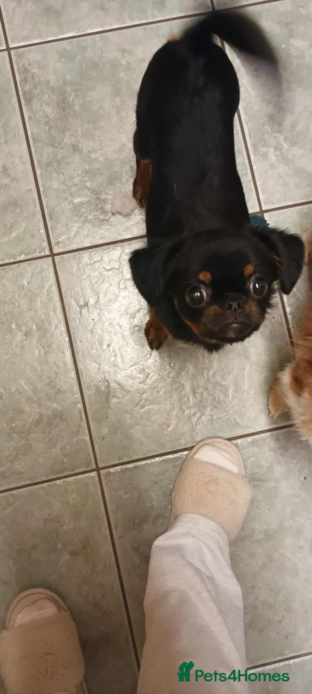 Mixed Breed dogs for sale: Gorgeous Griffychin boy - Image 6