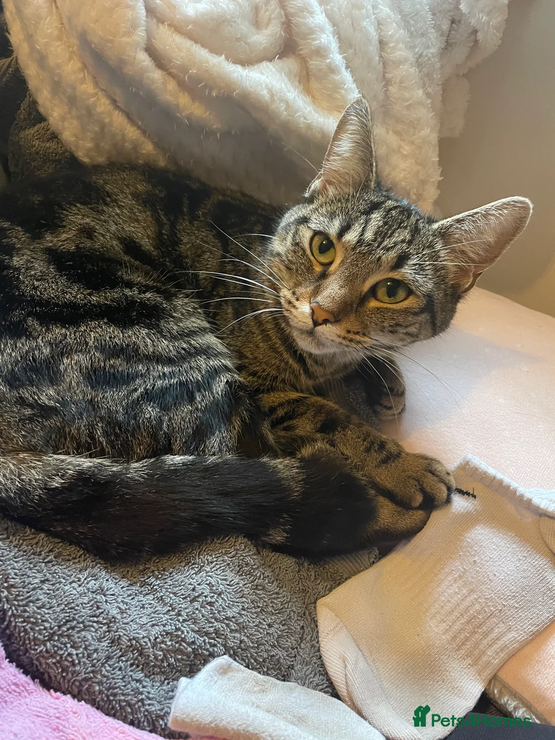 Mixed Breed cats for sale: Mainecoon mix - Advert 2