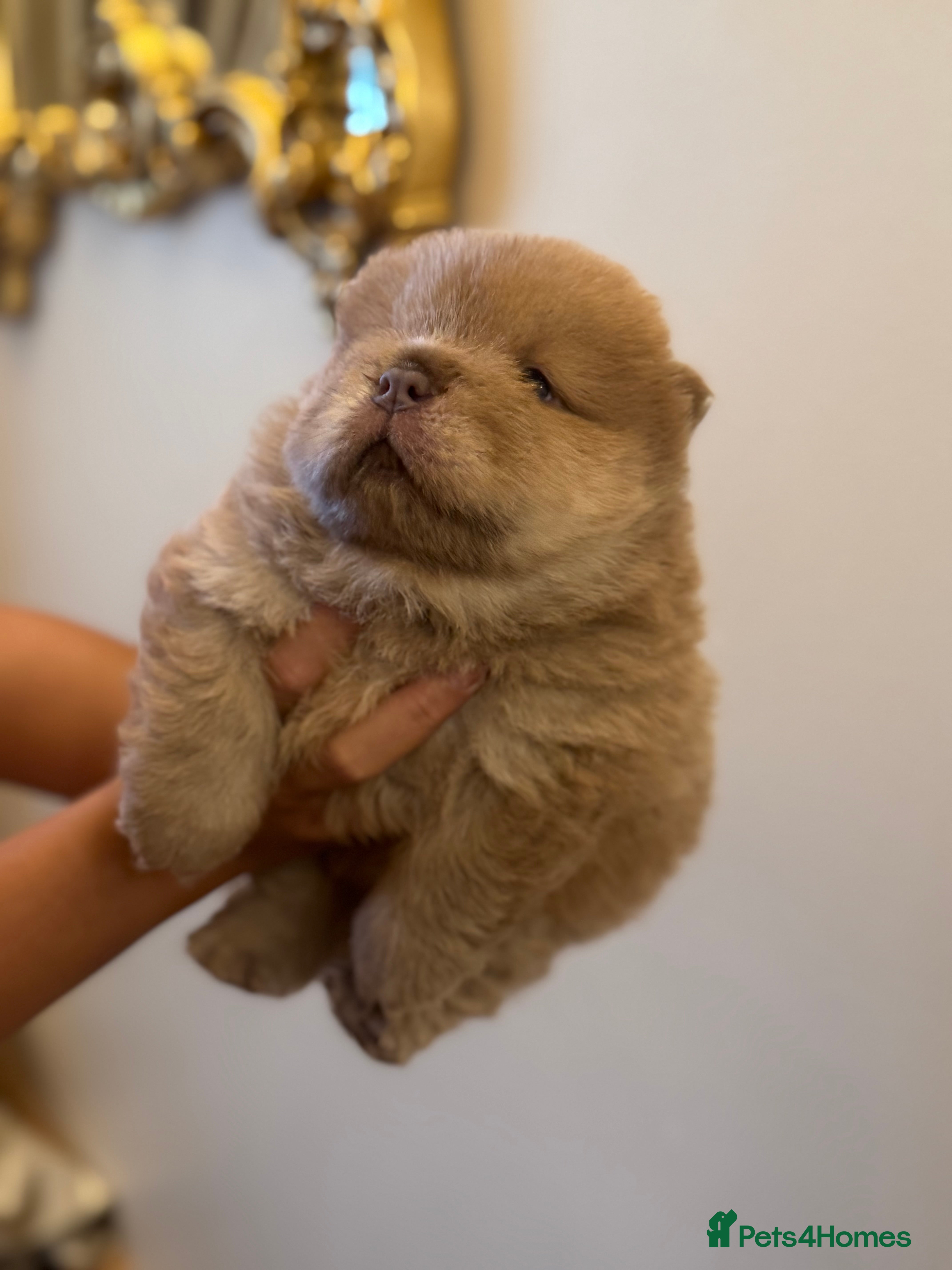 Chow Chow dogs 5 beauty’s looking for forever home  - Advert 5