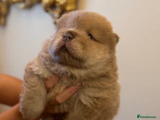 Chow Chow dogs 5 beauty’s looking for forever home - Advert 1