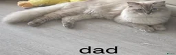 Ragdoll cats for sale: 3 Male Ragdoll cats looking for lovely families - Advert 6