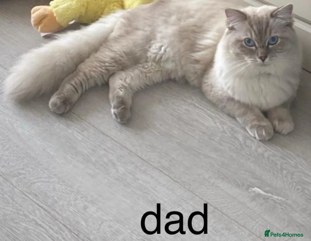 Ragdoll cats for sale: 3 Male Ragdoll cats looking for lovely families - Advert 6