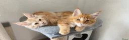 Maine Coon cats for sale: Maine Coon Kittens - Advert 5