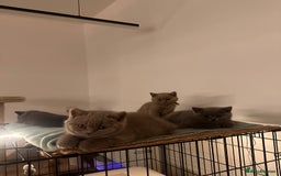 British Shorthair cats for sale: 2 lilac British shorthair boys 🐻💙🐻 - Image 11