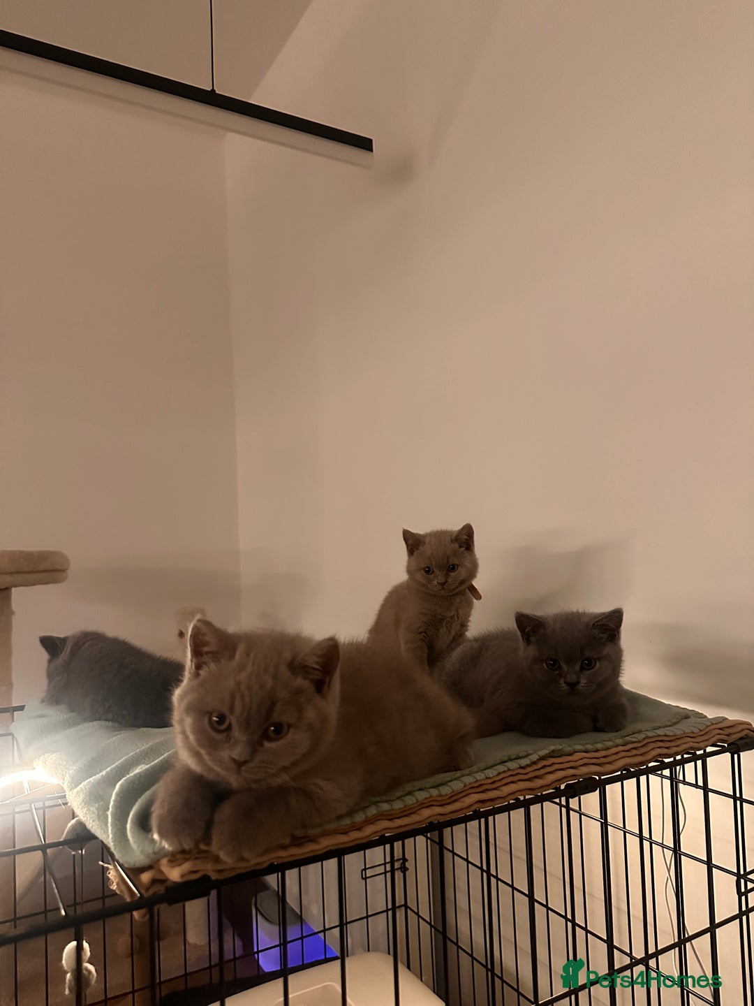 British Shorthair cats for sale: 2 lilac British shorthair boys 🐻💙🐻 - Image 11