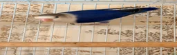 Lovebirds birds for sale: Lovebirds pairs, males and more for rehoming  in Sevenoaks - Advert 4