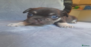French Bulldog dogs - Advert 8